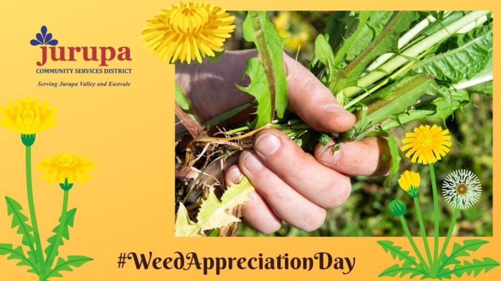 flower weed appreciation day graphic